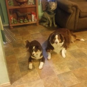 Meet your Posher, Bobbie